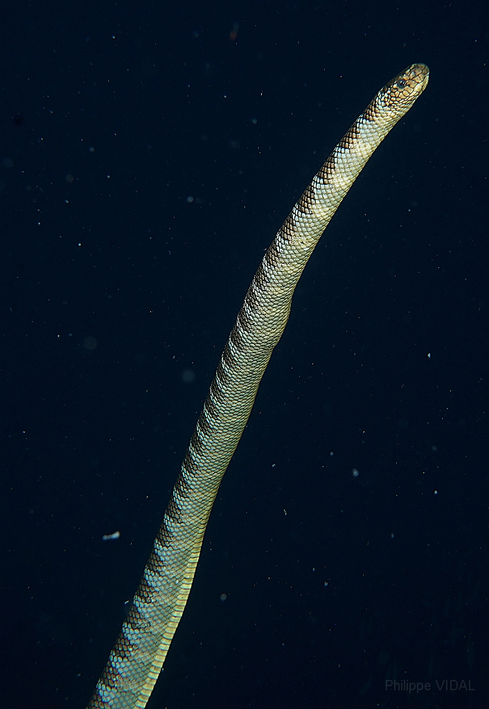 Banda Sea 2018 - DSC06160_rc - Chinese Sea Snake - Laticauda semifasciata.jpg